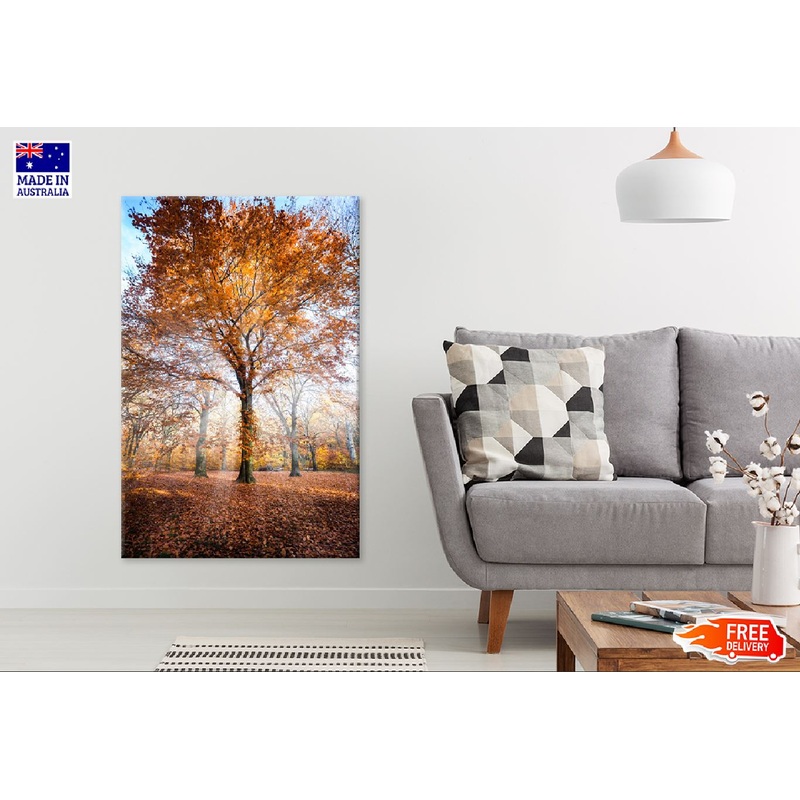 Autumn Orange Tree Sunrise View Photograph Print 100% Australian Made