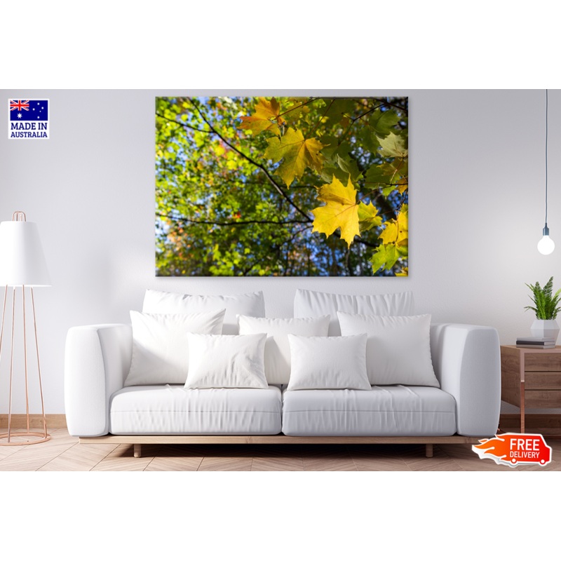 Autumn Trees Closeup Photograph Print 100% Australian Made