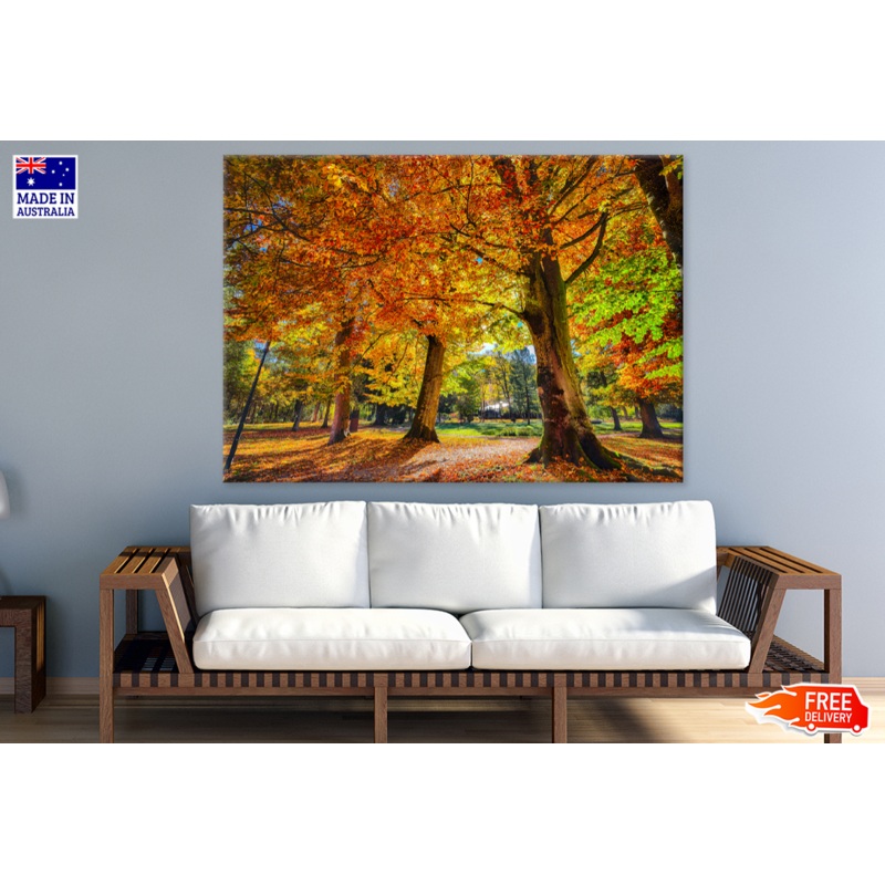 Autumn Trees & Forest View Photograph Print 100% Australian Made