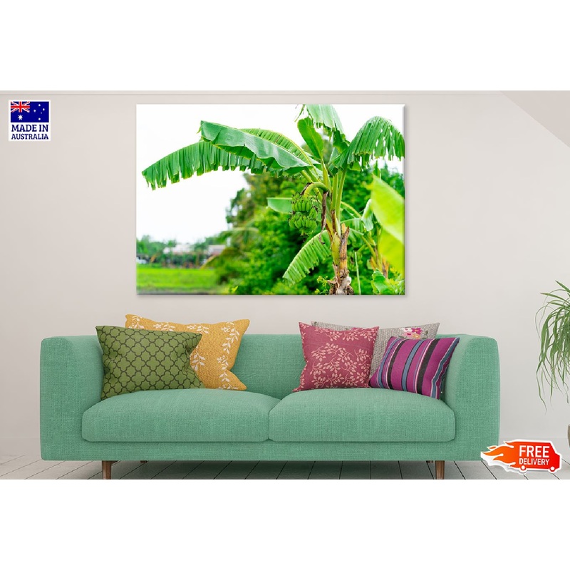Banana Tree Closeup View Photograph Print 100% Australian Made