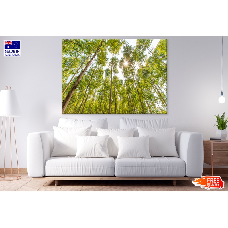 Below Trees View Photograph Print 100% Australian Made