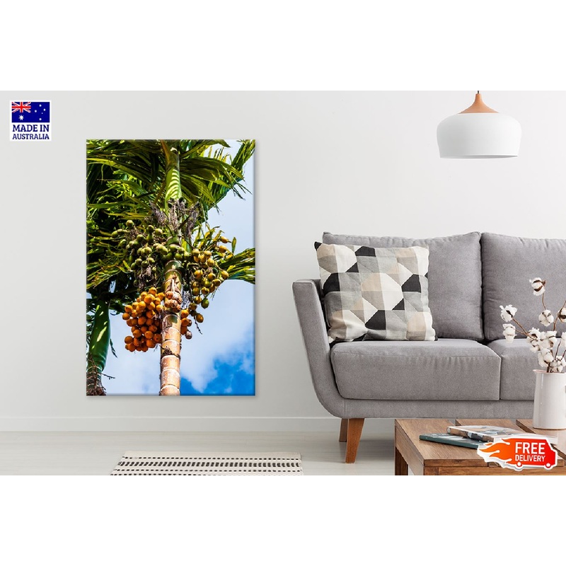 Betel Nut Palm Tree Photograph Print 100% Australian Made