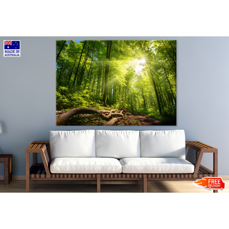 Trees & Forest Sunlight Photograph Print 100% Australian Made