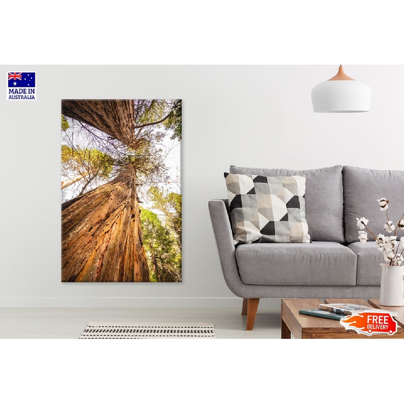 Two Large Trees View From Below Photograph Print 100% Australian Made