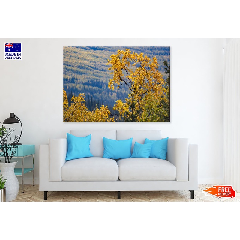 Yellow Birch Tree Leaves Branch View Photograph Print 100% Australian Made