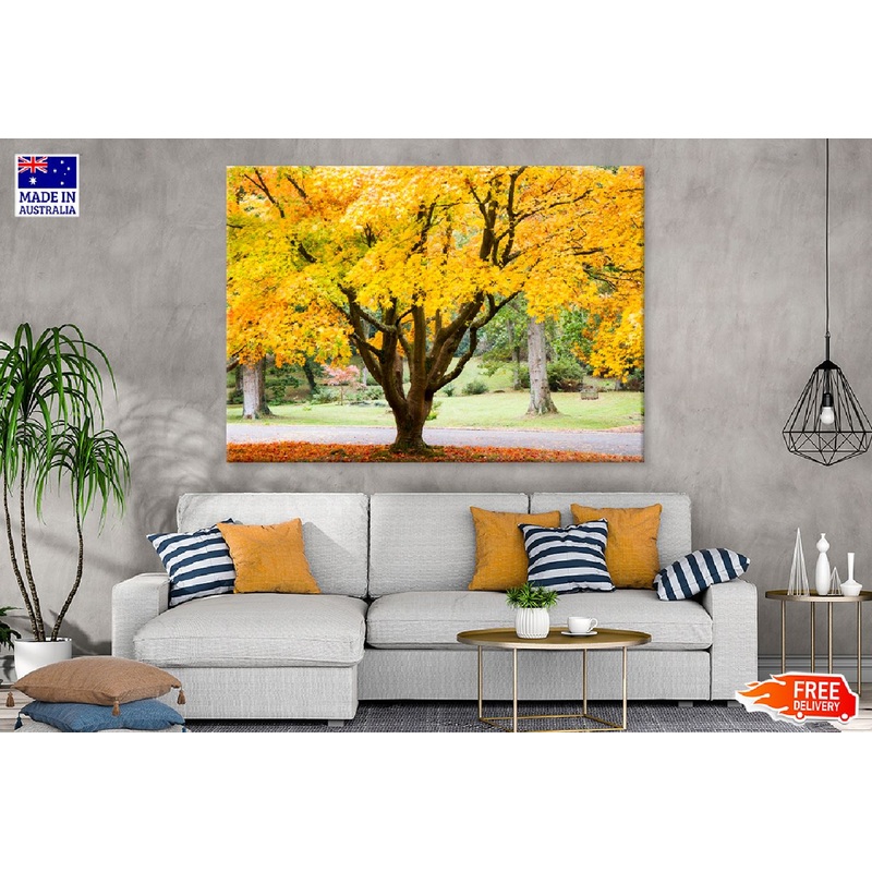 Yellow Maple Tree Near Pathway Photograph Print 100% Australian Made