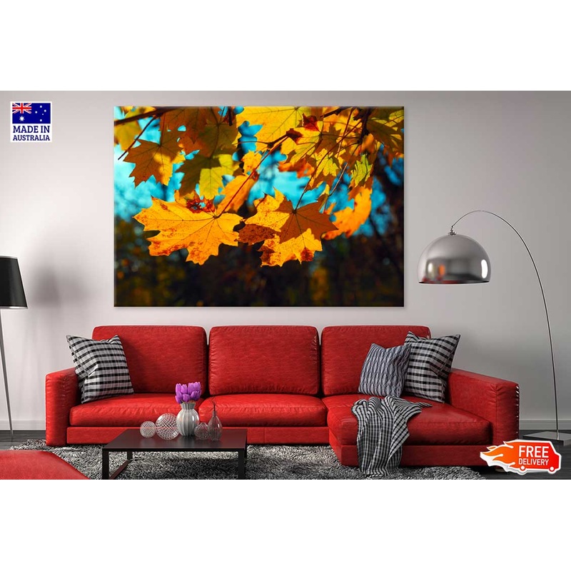 Autumn Maple Leaves Closeup View Photograph Print 100% Australian Made