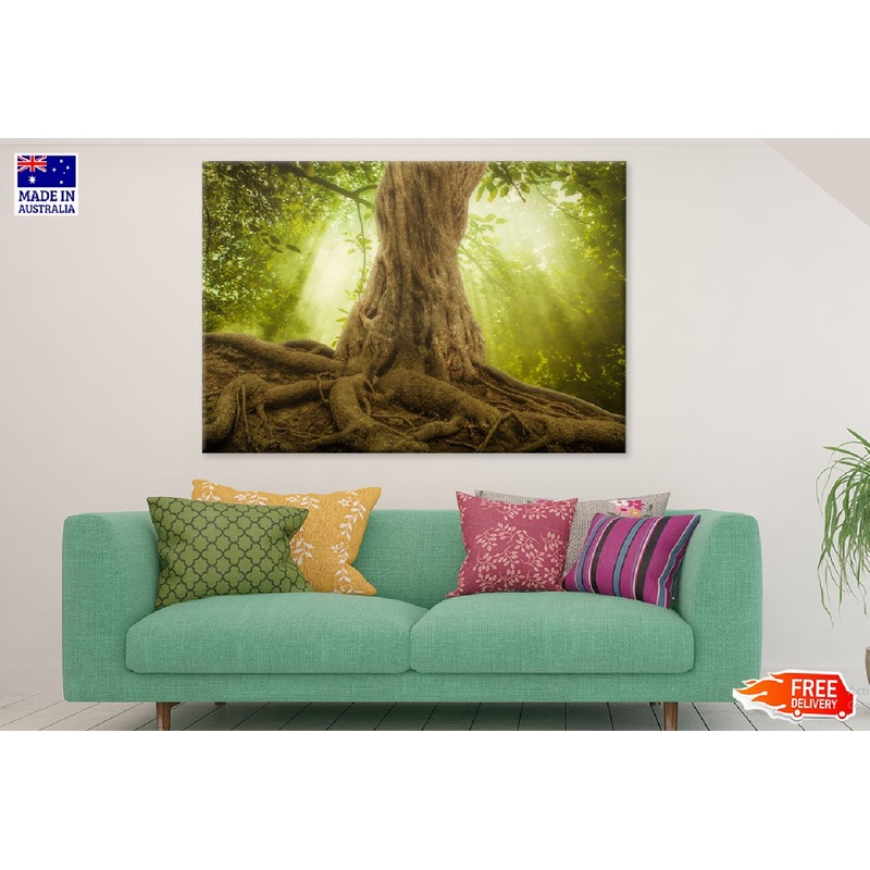 Big Tree Roots & Sunshine Forest Photograph Print 100% Australian Made