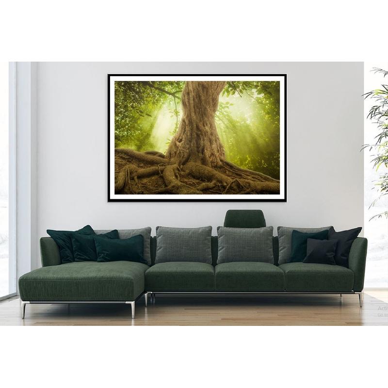 Big Tree Roots & Sunshine Forest View Photograph Home Decor Premium Quality Poster Print Choose Your Sizes