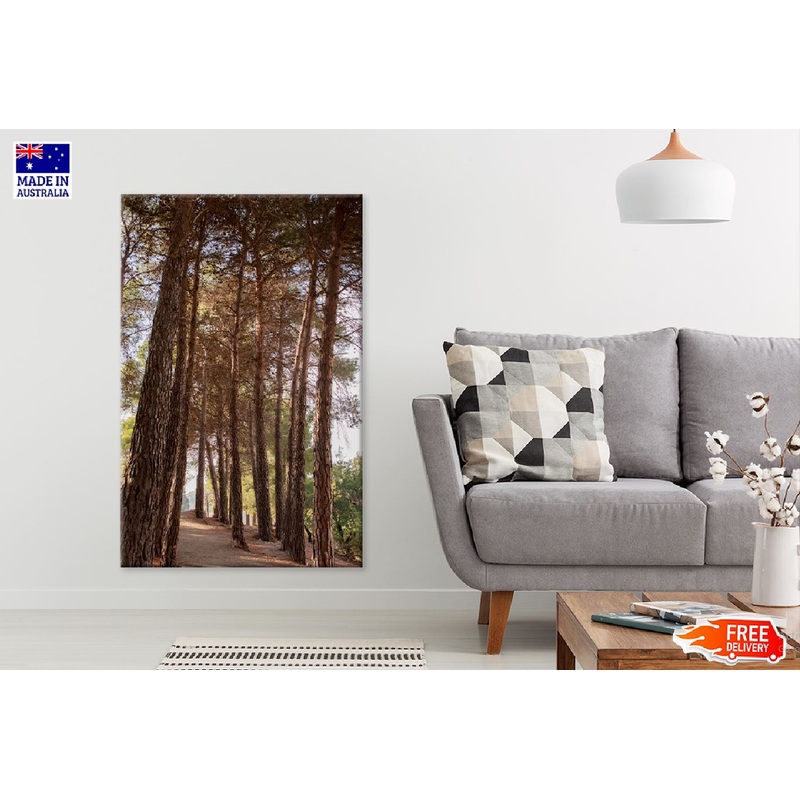 Tall Trees Forest View Photograph Print 100% Australian Made