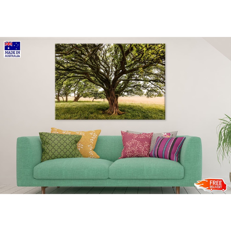Tree with Huge Trunk & Branches Photograph Print 100% Australian Made
