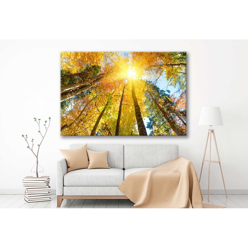 Bella Home Autumn Trees & Leaves in Sunlight  Print Canvas Ready to hang