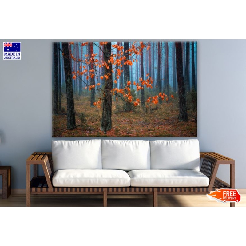 Autumn Misty Forest Photograph Print 100% Australian Made