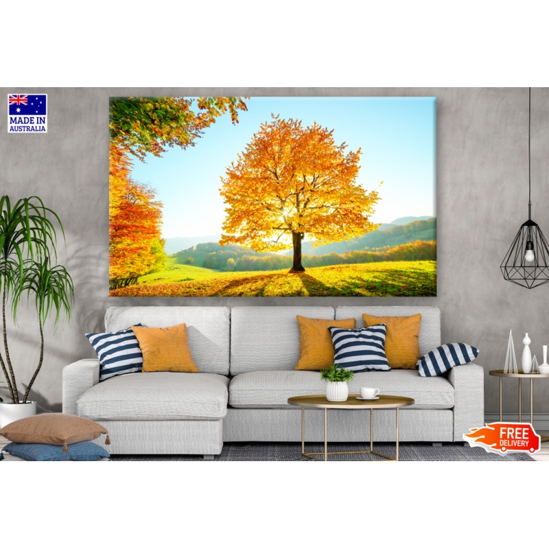 Beech Tree with Sunny Beams at Mountain Autumn Scene Photograph Print 100% Australian Made