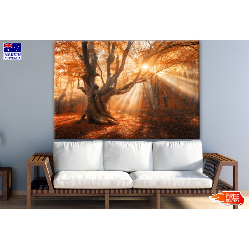 Twilight in Forest Photograph Print 100% Australian Made
