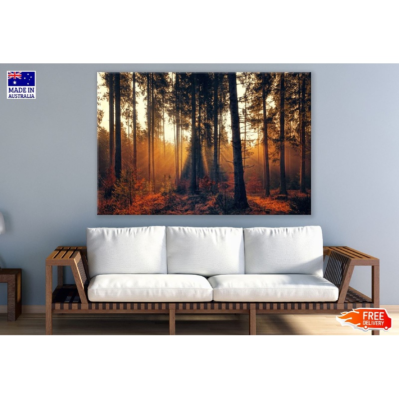 Autumn Forest Sunset Scenery Photograph Print 100% Australian Made
