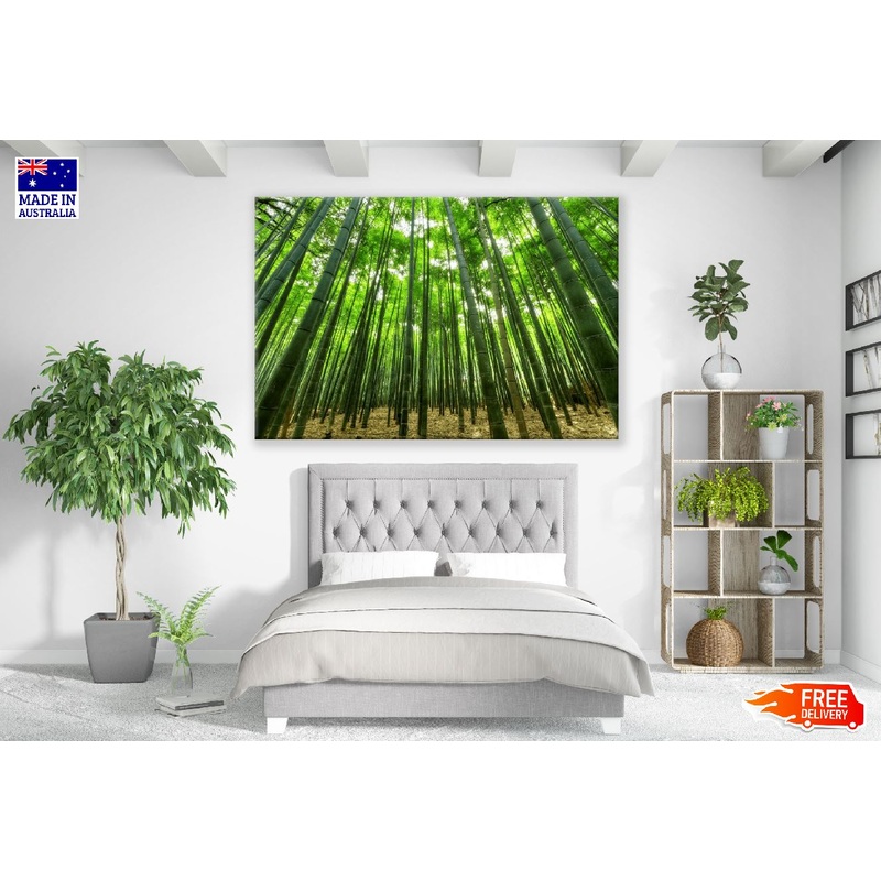 Bamboo Forest Photograph Print 100% Australian Made