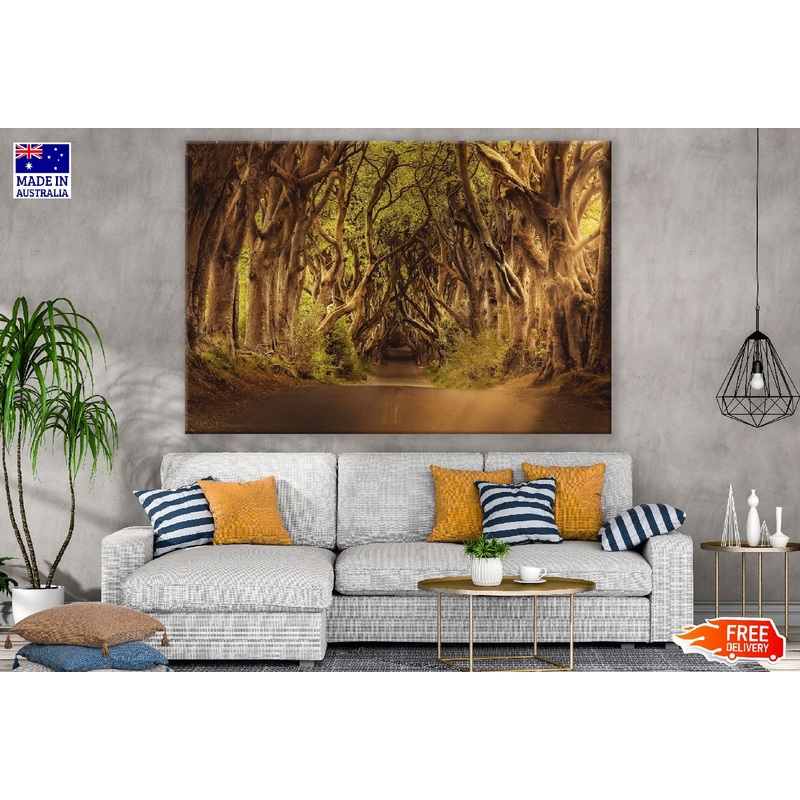 Beech Trees Covered with Road Photograph Print 100% Australian Made