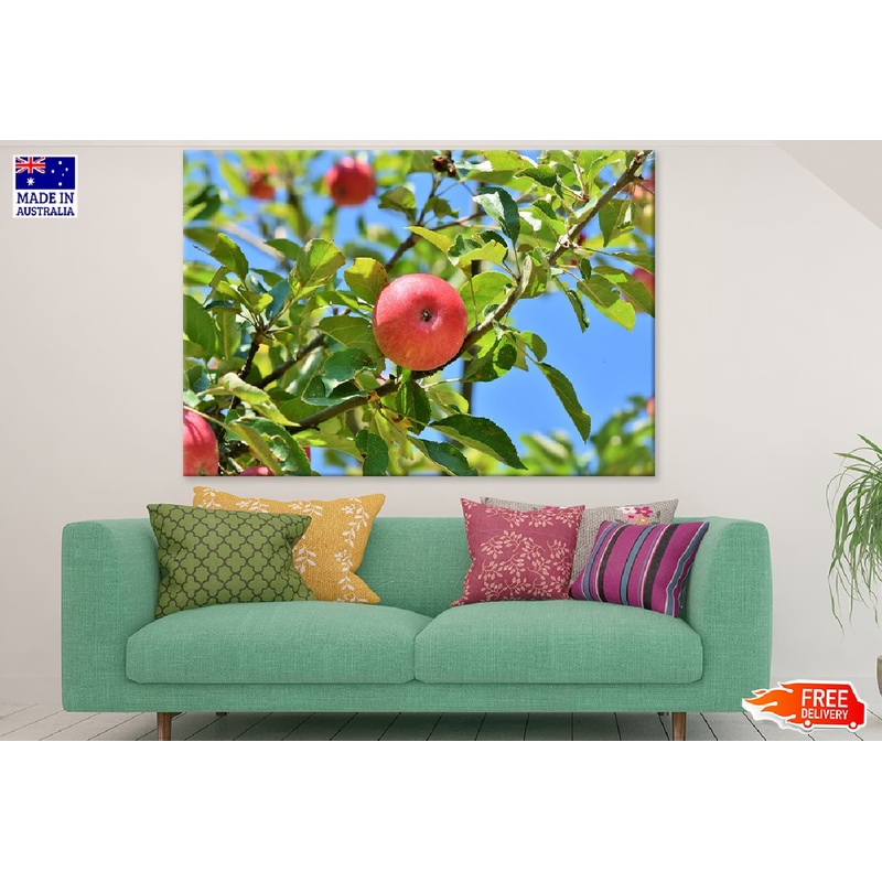 Apple on Tree Closeup Photograph Print 100% Australian Made