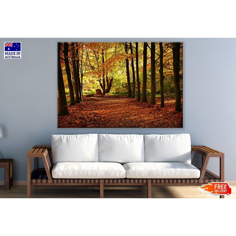 Autumn Forest Trees Photograph Print 100% Australian Made