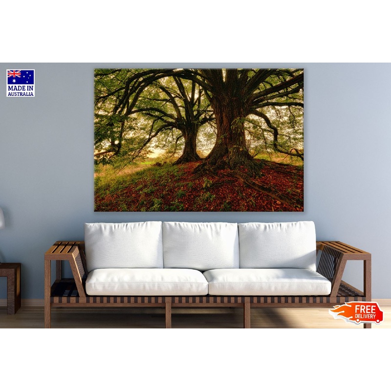 Autumn Trees on a Hill Photograph Print 100% Australian Made