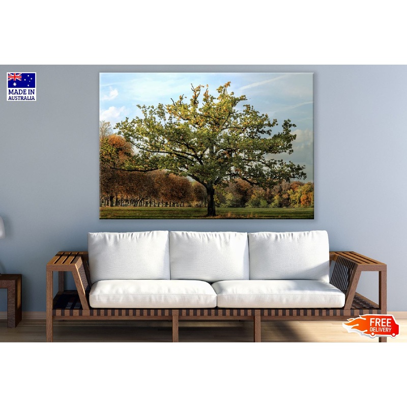 Big Green Tree in the Meadow in Autumn Photograph Print 100% Australian Made