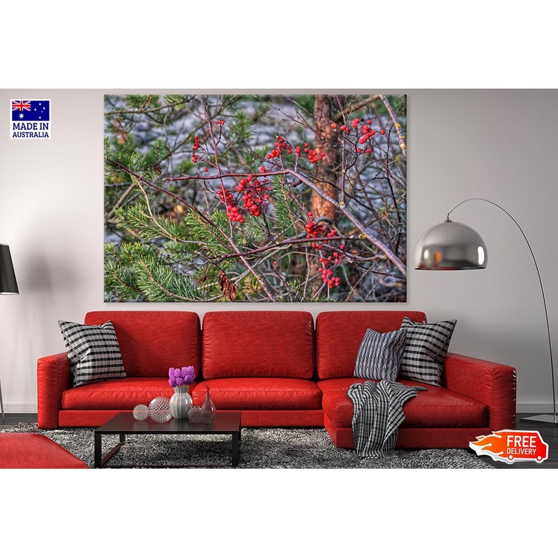 Buffaloberry Tree Closeup Photograph Print 100% Australian Made