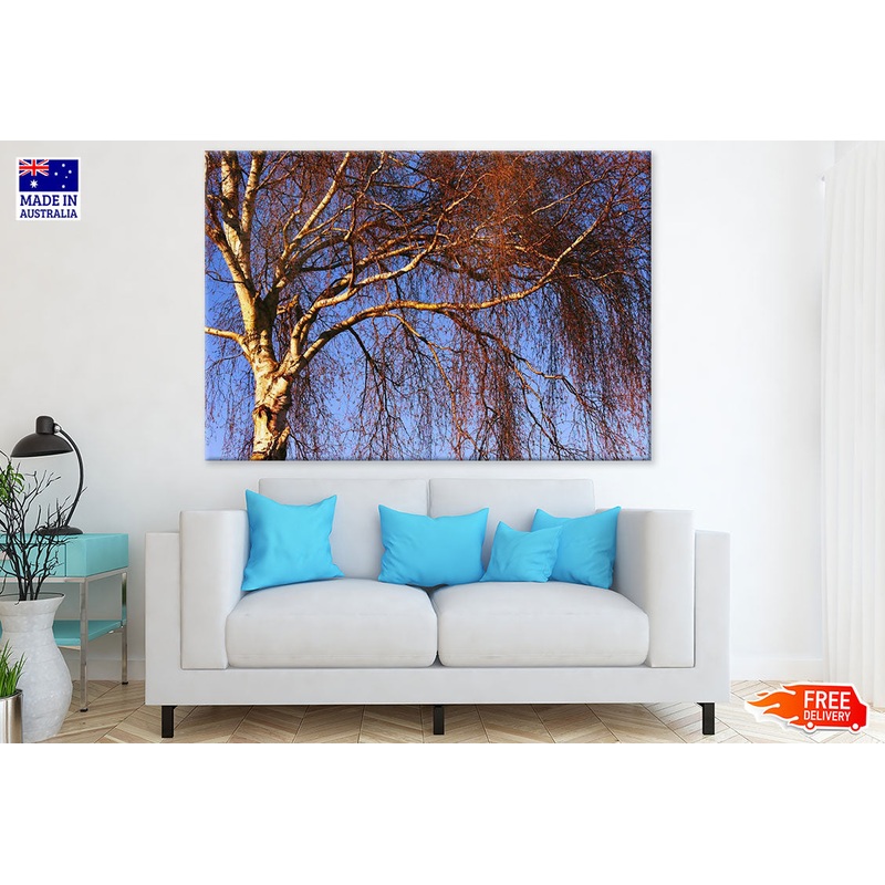 Tall Tree Closeup Photograph Print 100% Australian Made