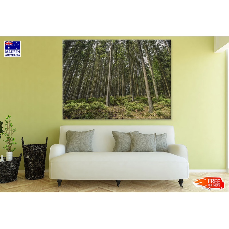 Tall Tree Forest Photograph Print 100% Australian Made
