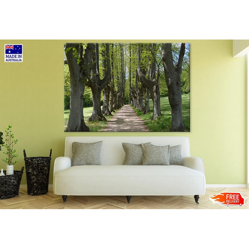Tall Trees Row Along Road Photograph Print 100% Australian Made