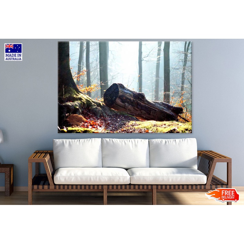 Tree Root & Trunk Closeup Photograph Print 100% Australian Made