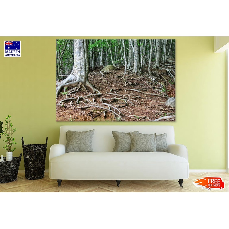 Tree Roots Closeup Photograph Print 100% Australian Made