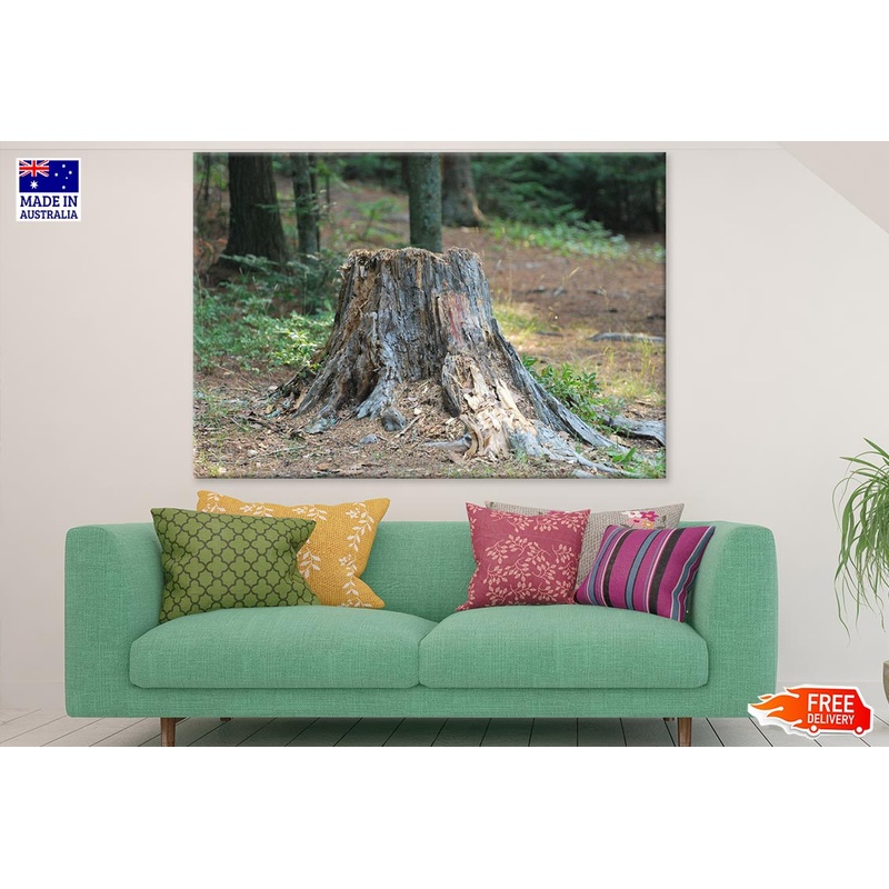 Tree Stump Closeup Photograph Print 100% Australian Made