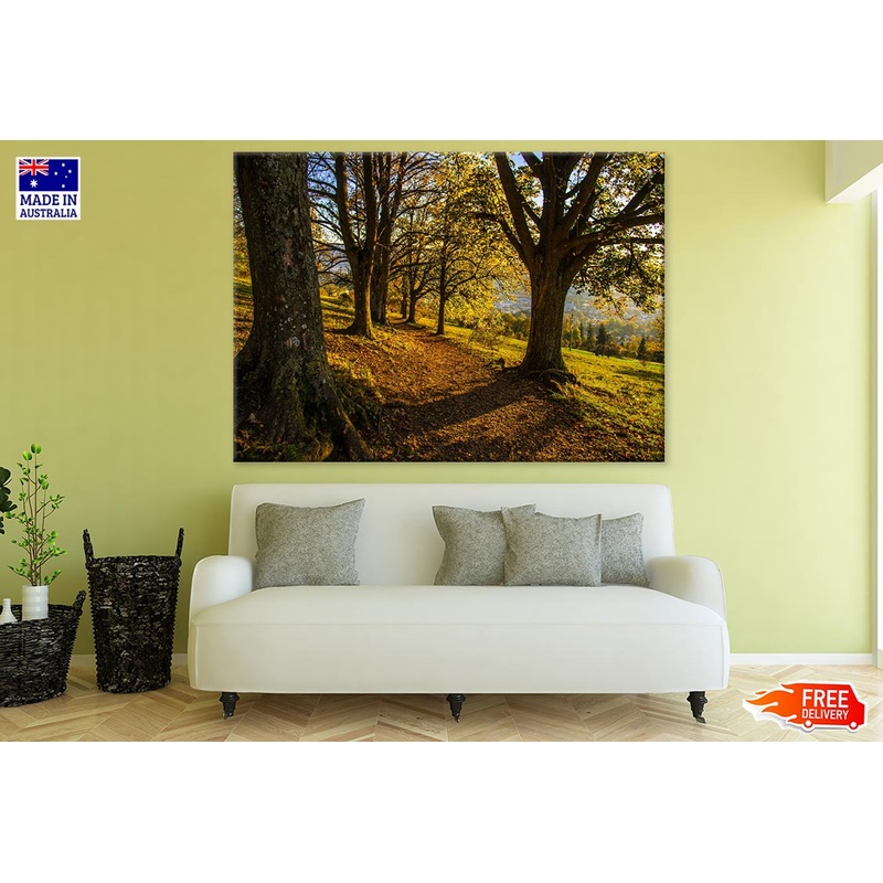 Trees on Hill Steep Sunny Day Photograph Print 100% Australian Made
