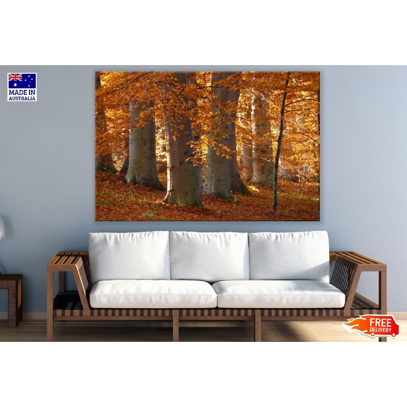 Autmn Tree with Smooth Bark Photograph Print 100% Australian Made