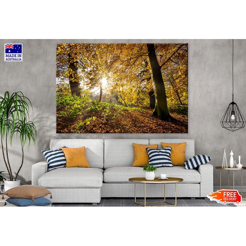 Autumn Forest & Sunrays Photograph Print 100% Australian Made