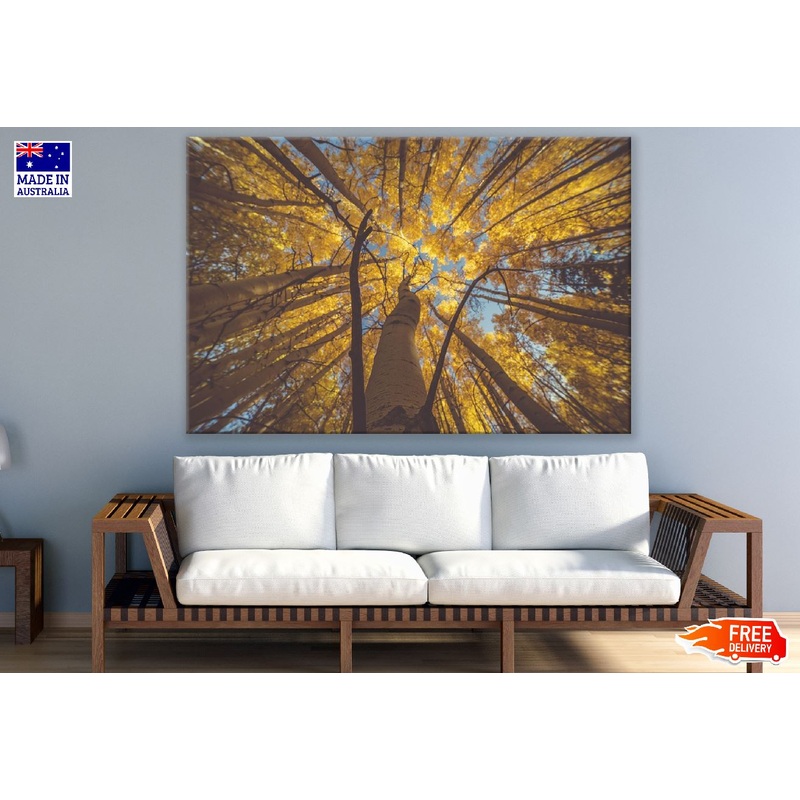 Autumn Large Tree Under View Photograph Print 100% Australian Made