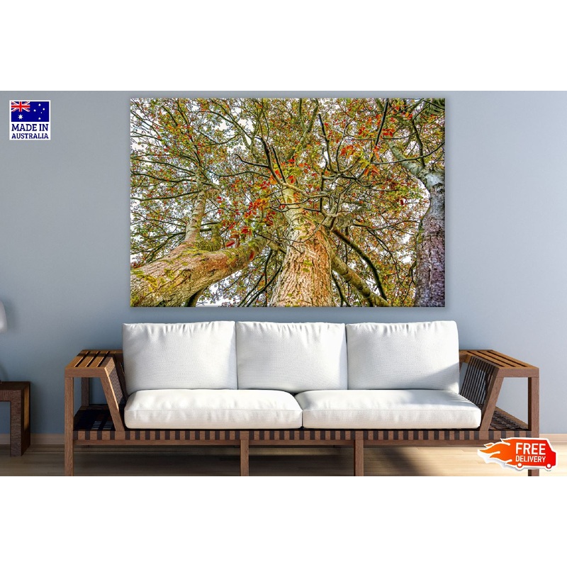 Autumn Tribe Trees Under View Photograph Print 100% Australian Made