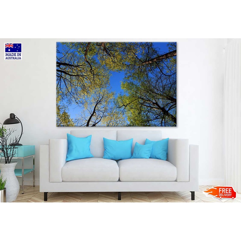 Tall Trees Beneath View Photograph Print 100% Australian Made