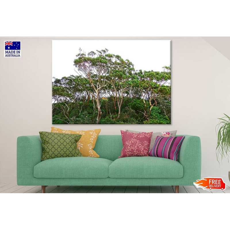 Tall Trees Forest Photograph Print 100% Australian Made