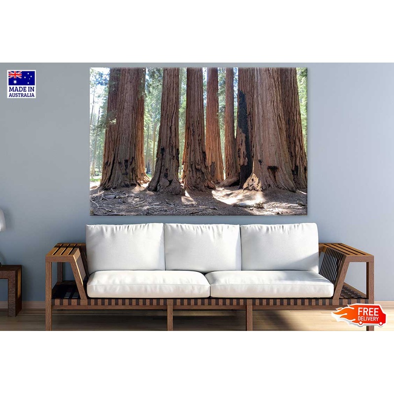Tall Trees in Forest Photograph Print 100% Australian Made