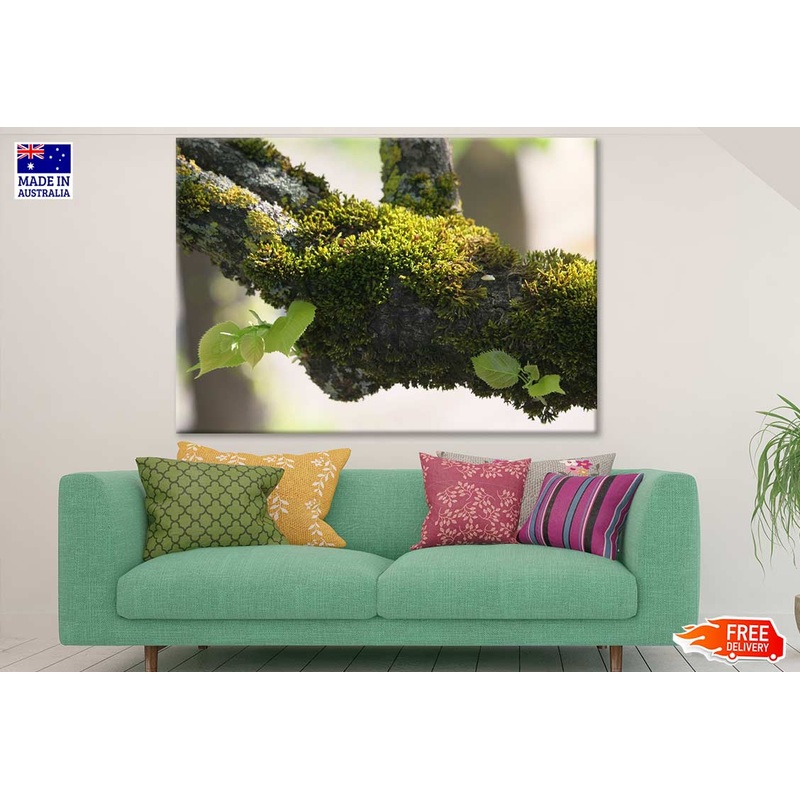 Tree Branch Closeup Photograph Print 100% Australian Made
