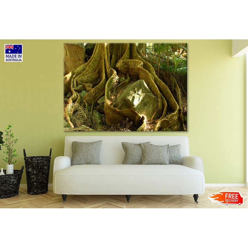 Tree Root Closeup Photograph Print 100% Australian Made