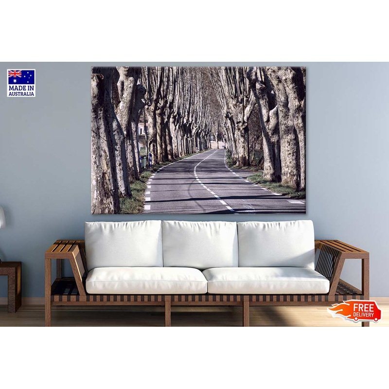 Tree Row Along Road Photograph Print 100% Australian Made