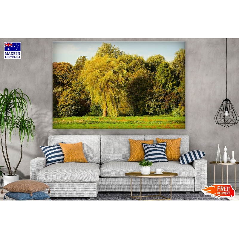 Willow Tree in a Forest Photograph Print 100% Australian Made