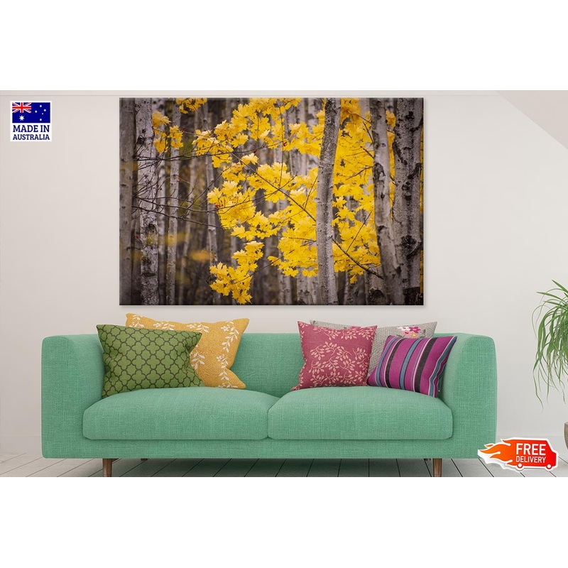 Yellow Maple Tree Forest Photograph Print 100% Australian Made