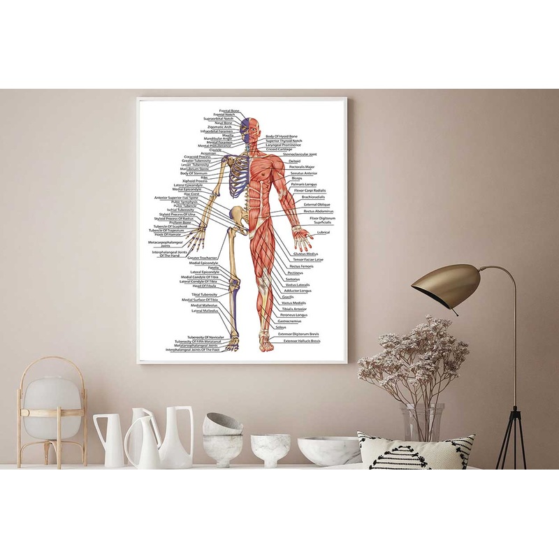 Anatomical Body Human Skeleton Home Decor Premium Quality Poster Print Choose Your Sizes