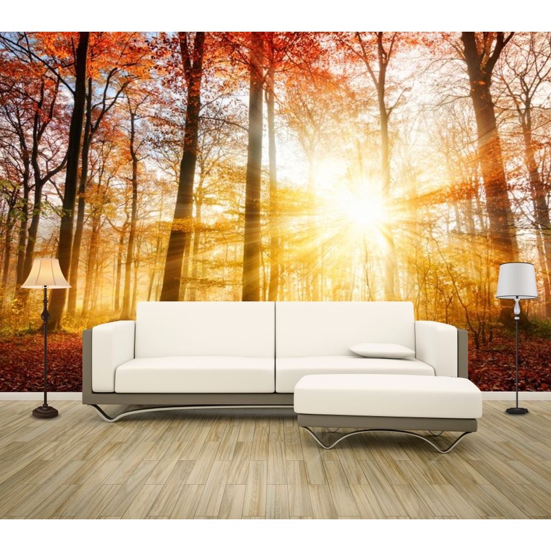 Wallpaper Murals Peel and Stick Removable Sunlight Through Forest Trees Photograph High Quality