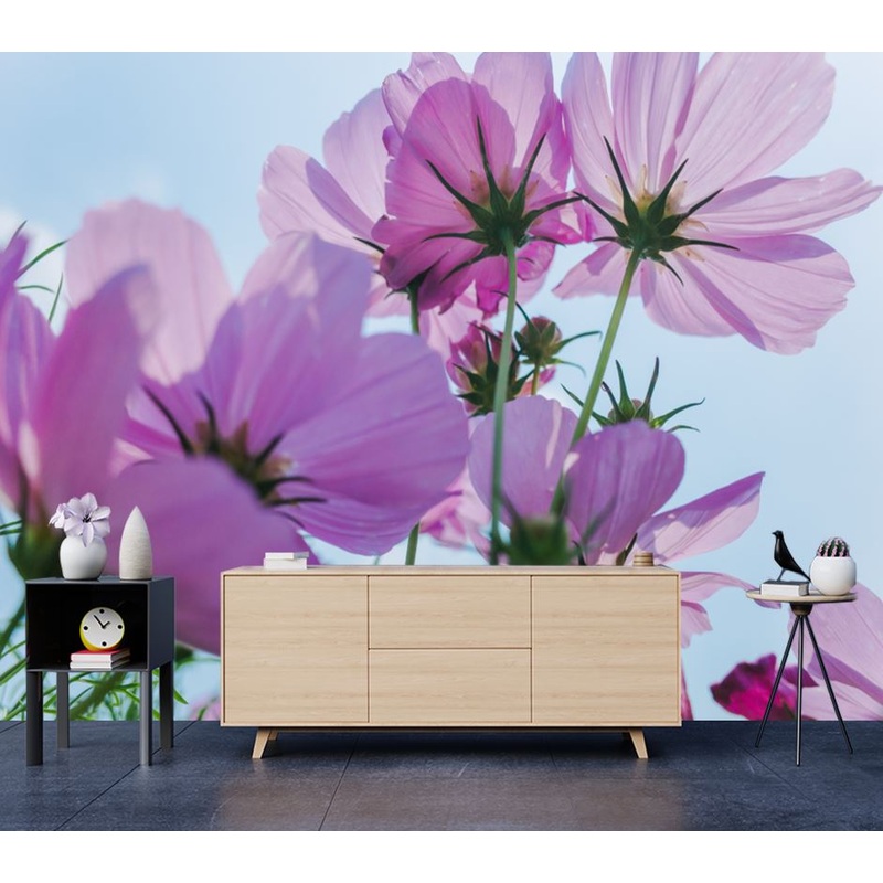 Wallpaper Murals Peel and Stick Removable Cosmos Bipinnatus Flowers Closeup High Quality
