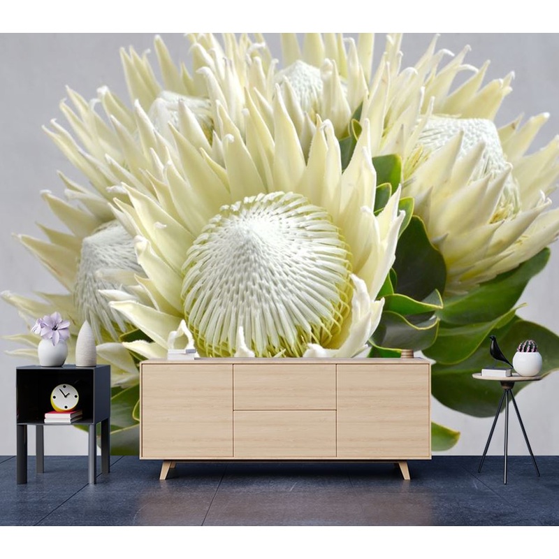 Wallpaper Murals Peel and Stick Removable White Protea Flower High Quality